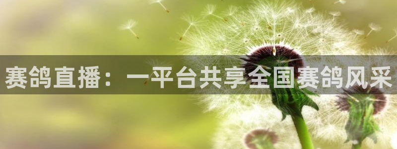 直播吧看球：赛鸽直播：一平台共享全国赛鸽风采